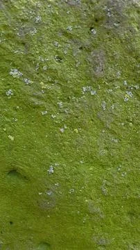 Green bark of tree Stock Photos