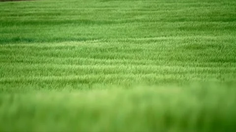Green barley in the breeze Stock Footage