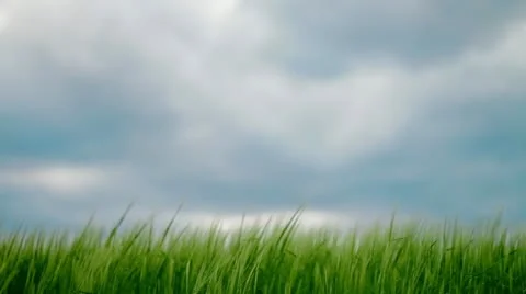 Green barley in the breeze Stock Footage
