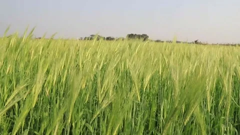 Green barley cereal  Field. Wind sways in a field creating waves Stock Footage 171411676