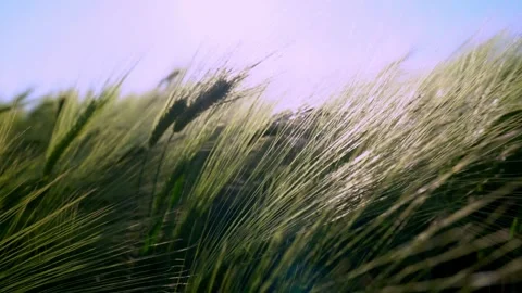 Green barley ear sways in the wind in a meadow. Stock-Footage 309681753