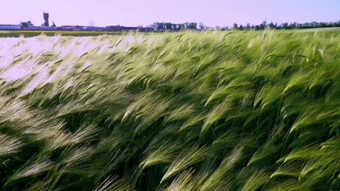 Green barley ear sways in the wind in a meadow. Stock Footage 309682003