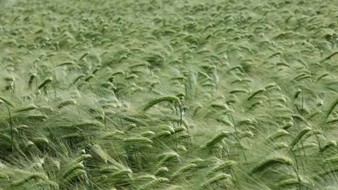 Green barley field blowing in the wind Stock Footage 320723989