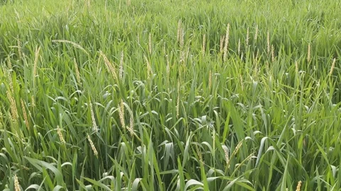 Green Barley Field Blowing in Wind Video Clip Stockbeeldmateriaal 331765540
