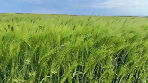 Green Barley Field Moving in the Wind on Istria Peninsula in Croatia Stock Footage 334812341