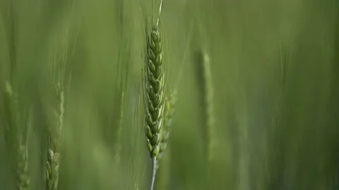 Green barley in the field. Origin of summer. Panorama shot 4k Video stock 162033650