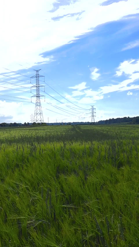 Green barley field swaying in the wind with electrical pylons Stock Footage 343374956