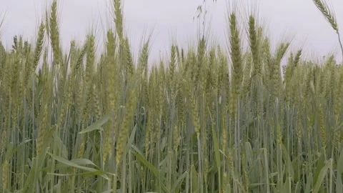 Green Barley Field Under Overcast Sky Video Clip Stock Footage 332023729