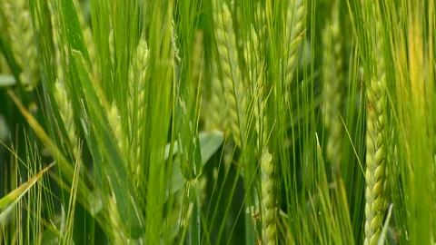 Green barley grain, light wind and birds singing, spring day Stock Footage 160555170