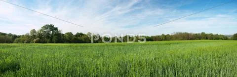 Green barley panoramic field Stock Photos