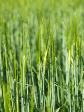 Green barley Foto stock