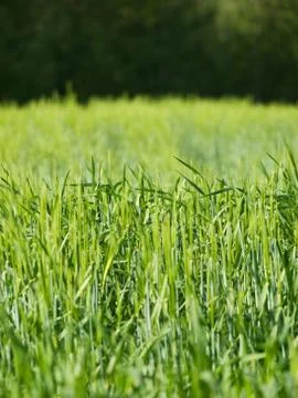 Green barley Foto stock