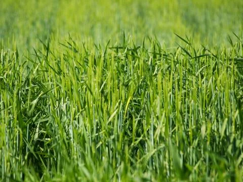 Green barley Foto stock