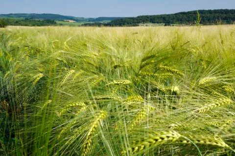 Green barley Stock Photos