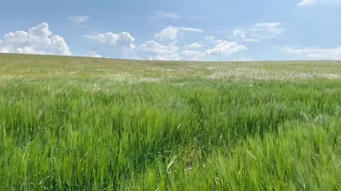 Green barley ripens in the field Stock Footage 245097258