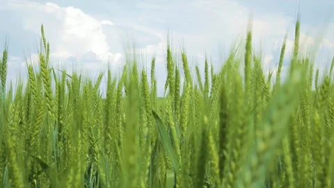 Green barley spikelet on the background of field and blue sky. Stock Footage 263213796
