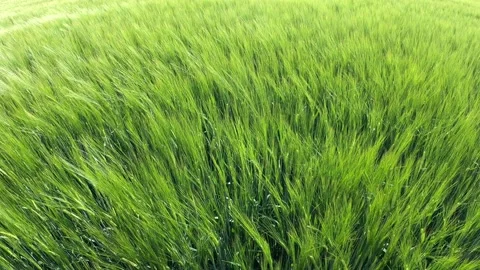 Green barley swaying in the wind Stock Footage