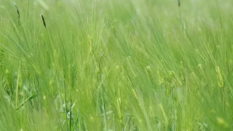Green barleys swaying in the wind. Close up. Stock Footage 133859665