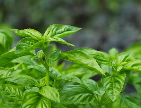 Green basil background Stock Photos