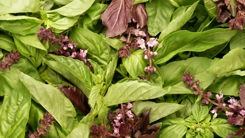 Green basil. Basil, dolly shot. Stock Footage 140202592