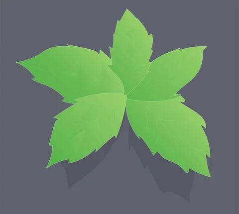 Green Basil on Black Background. Flat Design. Stock Illustration