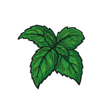 Green basil branch Stock Illustration