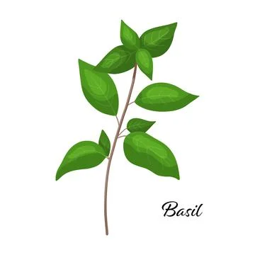 Green basil branch spice. Vector illustration isolated on white. Basil herb for Stock Illustration