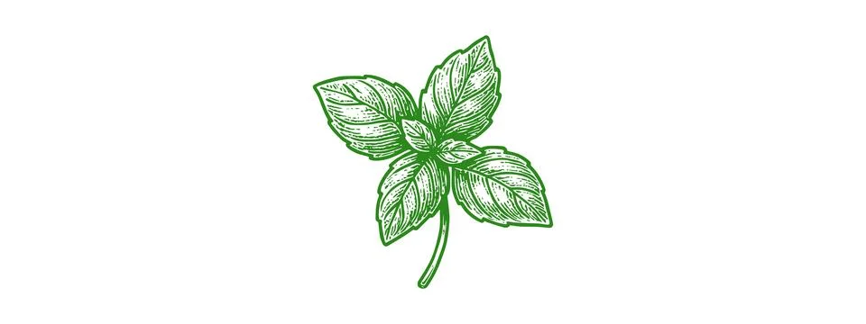 Green Basil Drawing Vector – Fresh Herb Illustration for Packaging Stock Illustration