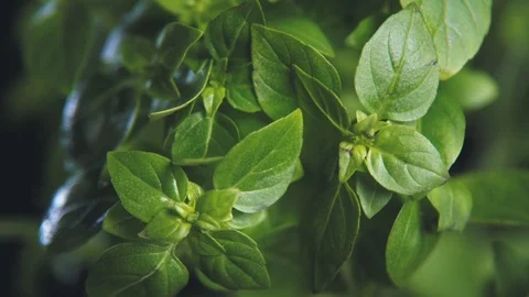 Green basil. Stock Footage 112560380