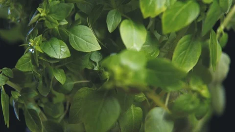 Green basil Stock Footage 112560533