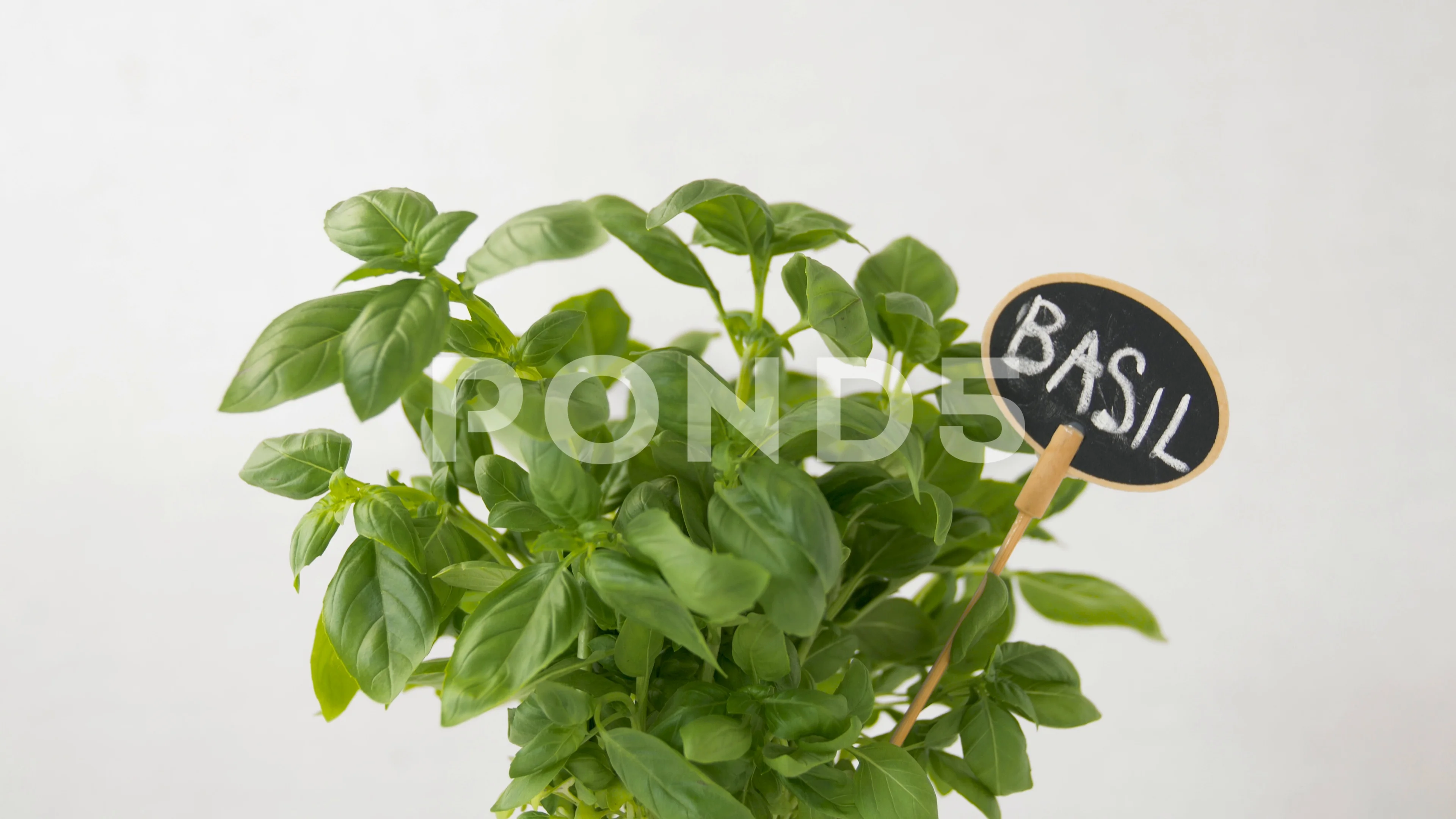 green basil herb with name plate in pot on table