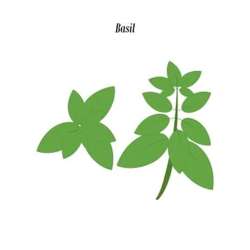 Green basil illustration Stock Illustration