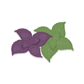 Green Basil Leaf and Purple Leaves Isolated on White Background Organic Product Stock Illustration