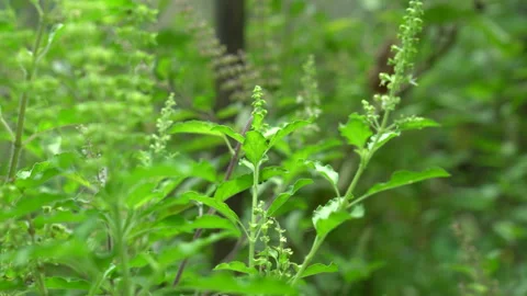 Green Basil leaf Stock Footage 157748774
