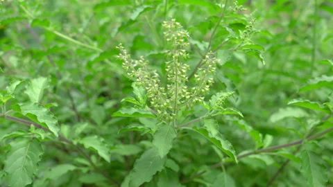 Green Basil leaf Stock Footage 157748816
