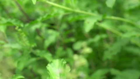 Green Basil leaf Stock Footage 157748984