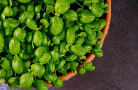Green basil leaf plant in pot. Top view. Stock Photos