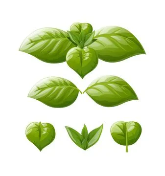 Green basil leaf. Spice greens. Vector illustration. Stock-Illustration