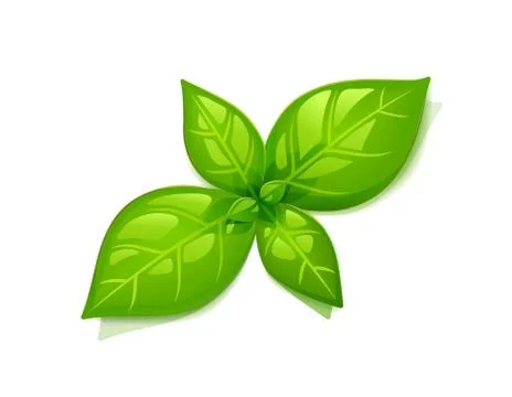Green basil leaf. Vector illustration. Stock Illustration