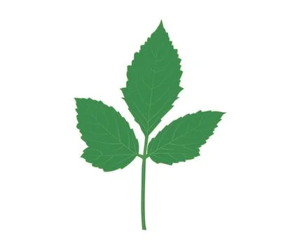 A green basil leaf on a white background vector art Stock Illustration
