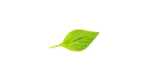 Green basil leaf on a white background. Stock Photos