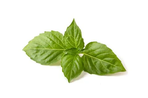 Green basil leaf on a white background. Stock Photos