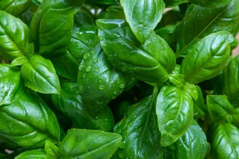 Green basil leaves close up selective focus macro image Stock Photos