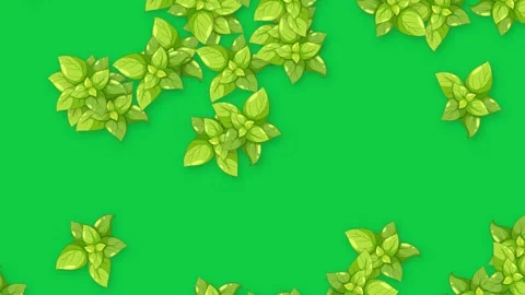 Green Basil Leaves Falling Slowly Against a Solid Green Background Stock Footage 341540838