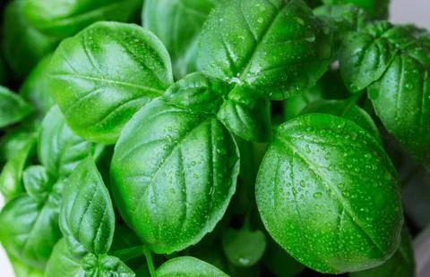 Green basil leaves. macro Foto stock