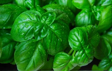 Green basil leaves. macro Stock Photos