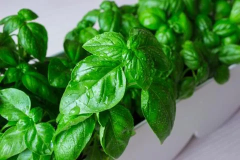 Green basil leaves. macro Stock Photos