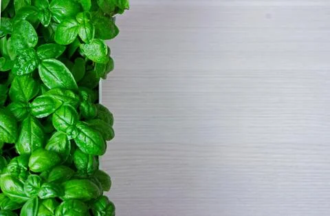 Green basil leaves. macro Stock Photos