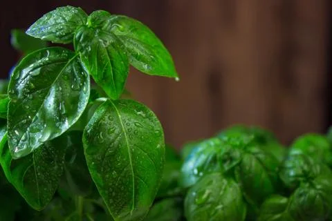 Green basil leaves. macro Stock Photos