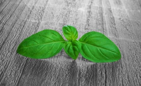 Green basil leaves Stock Photos